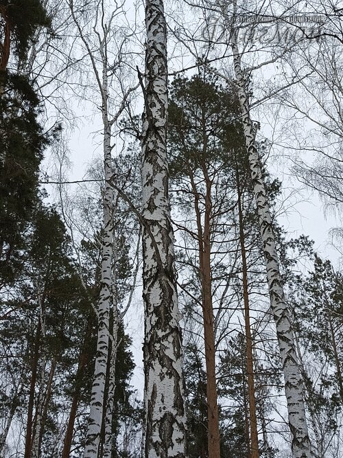 2026-02-13_12-39-51_Tug_IMG_042